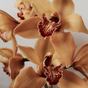 Meet your Posher, Summer